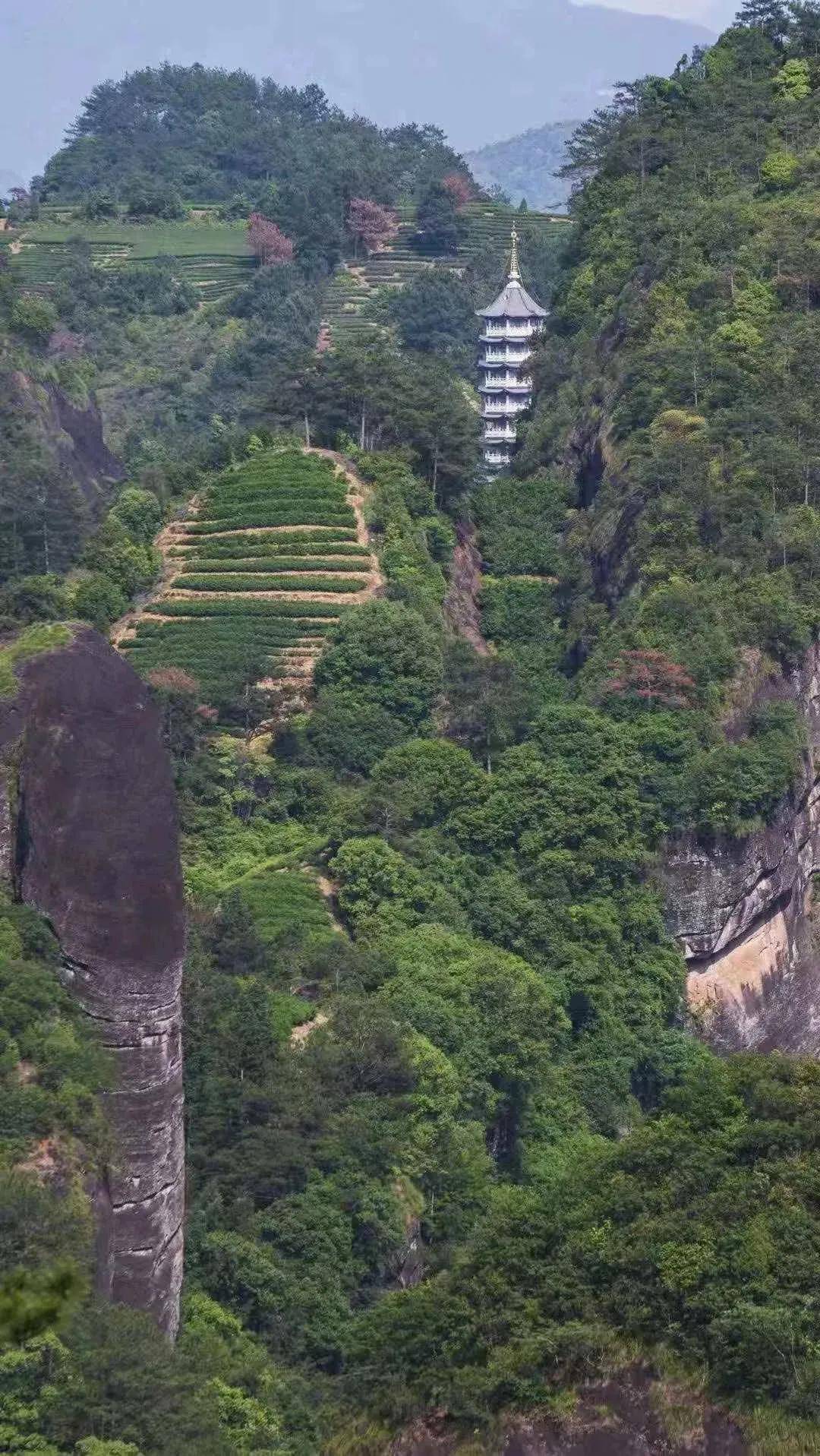 武夷岩茶与佛教的不解之缘