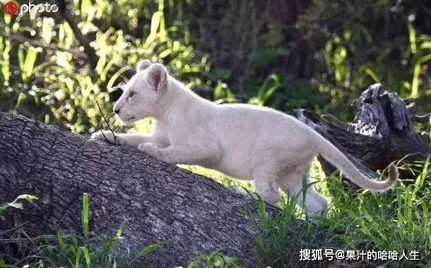 新发现野生的白狮幼崽,白狮野外生存极困难,暂时只发现15头