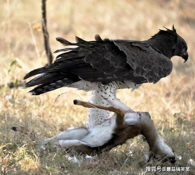 非洲最凶猛的雕猛雕捕食各种食肉动物平头哥蜜獾也逃不过