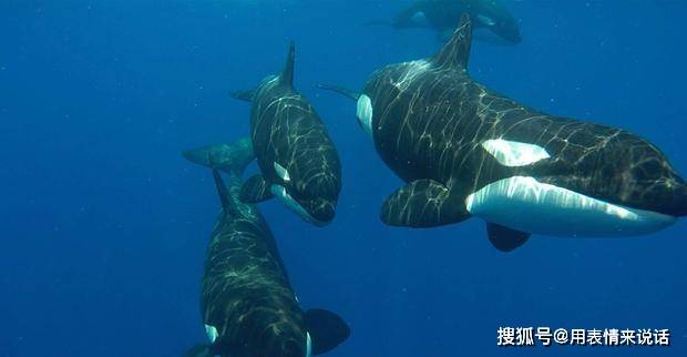 原创这是一篇有"深度"的文章——探寻最深的海底,寻找最恐怖的怪物