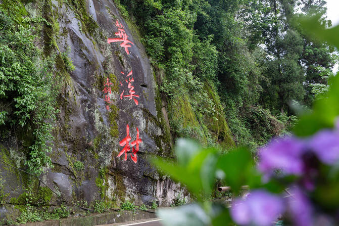 石柱千野草场海拔1300-1700米,在重庆也算海拔偏高