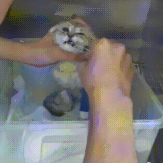 偶遇流浪折耳猫,好心人花万元救助,值不值得?_木木