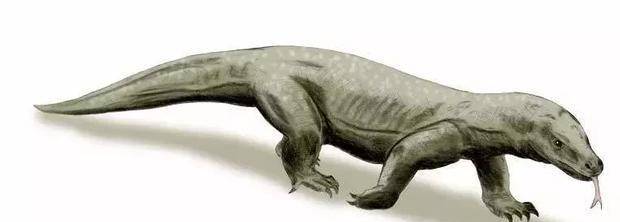 史上最大的巨蜥巨齿蜥最重约二千公斤最终不敌人类的火攻
