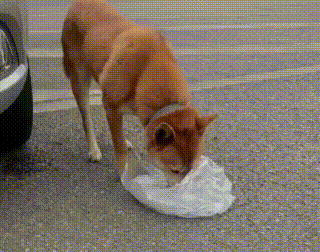 原创形似柴犬的大黄狗遭遗弃,拒绝陌生人好意,流浪街头苦等主人归来