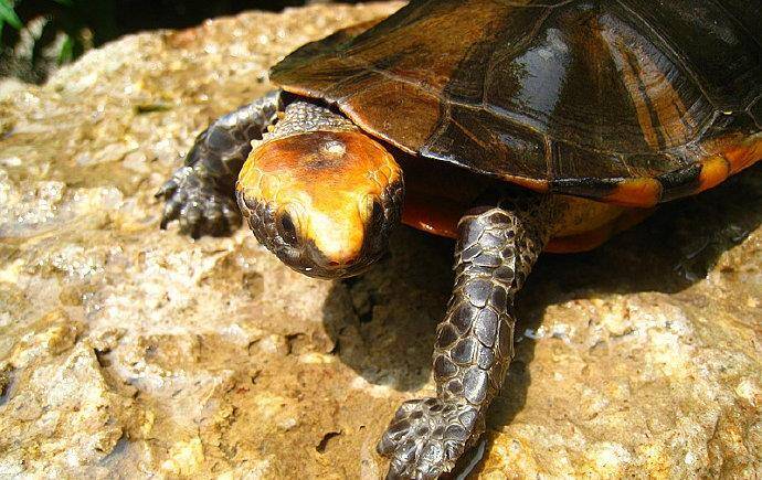 原创物种百科:红头扁龟