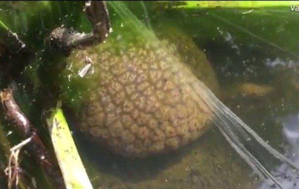 原创外星生物?加拿大湖泊惊现「人脑苔藓虫」,科学家争论不休!