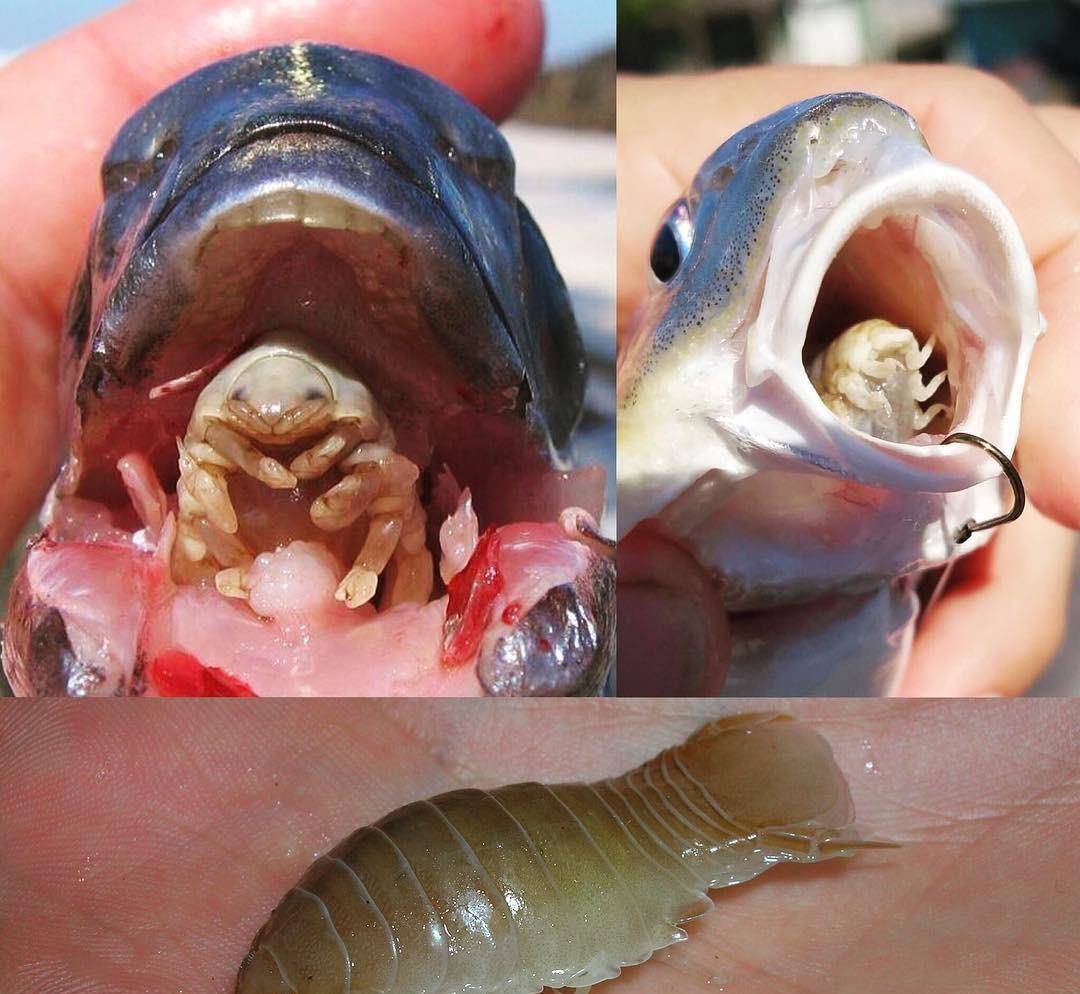 等长大之后才从鳃盖与身体的缝隙钻进鱼类的嘴巴里,通常来说,体型更大