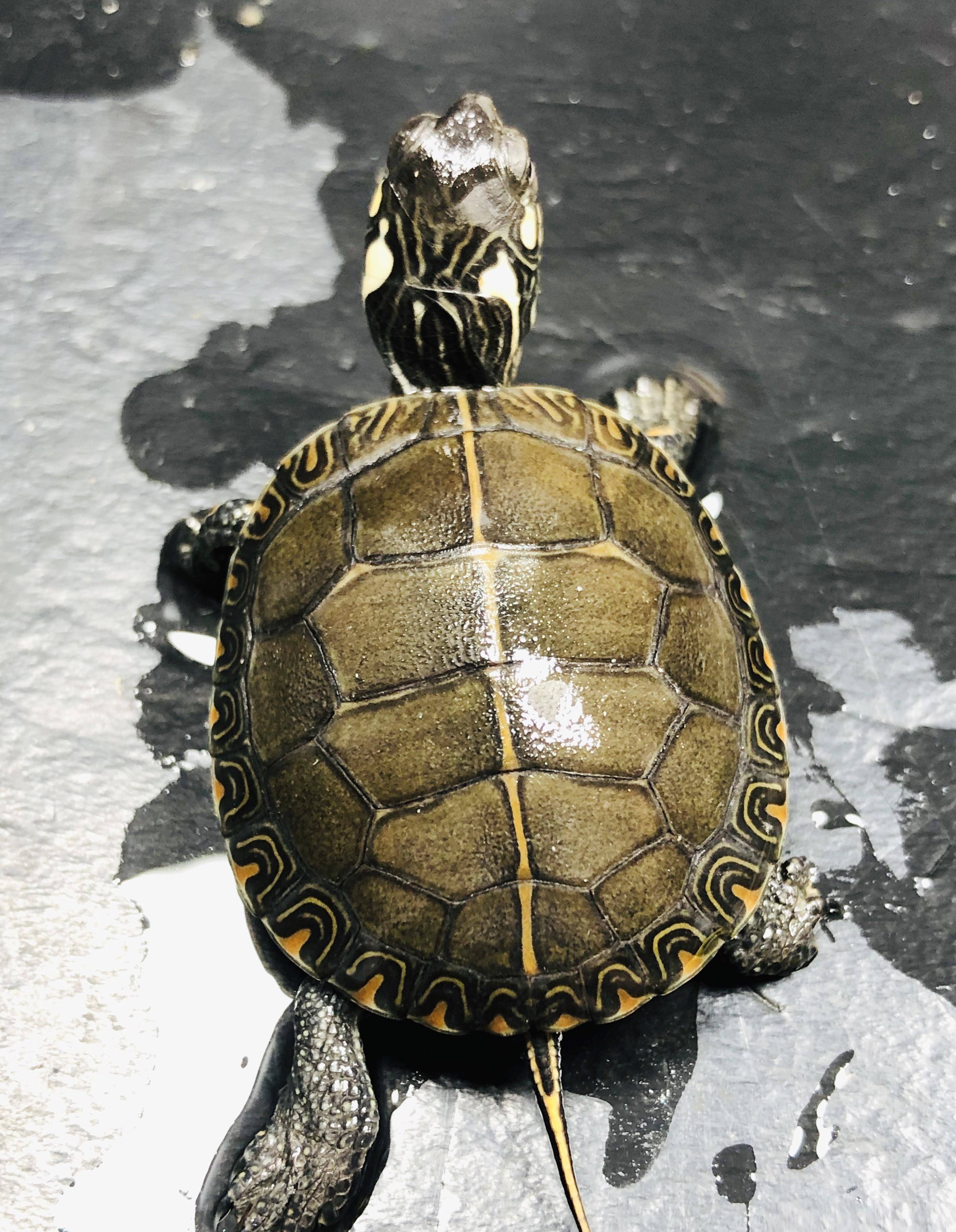 原创一日一龟——东部锦龟