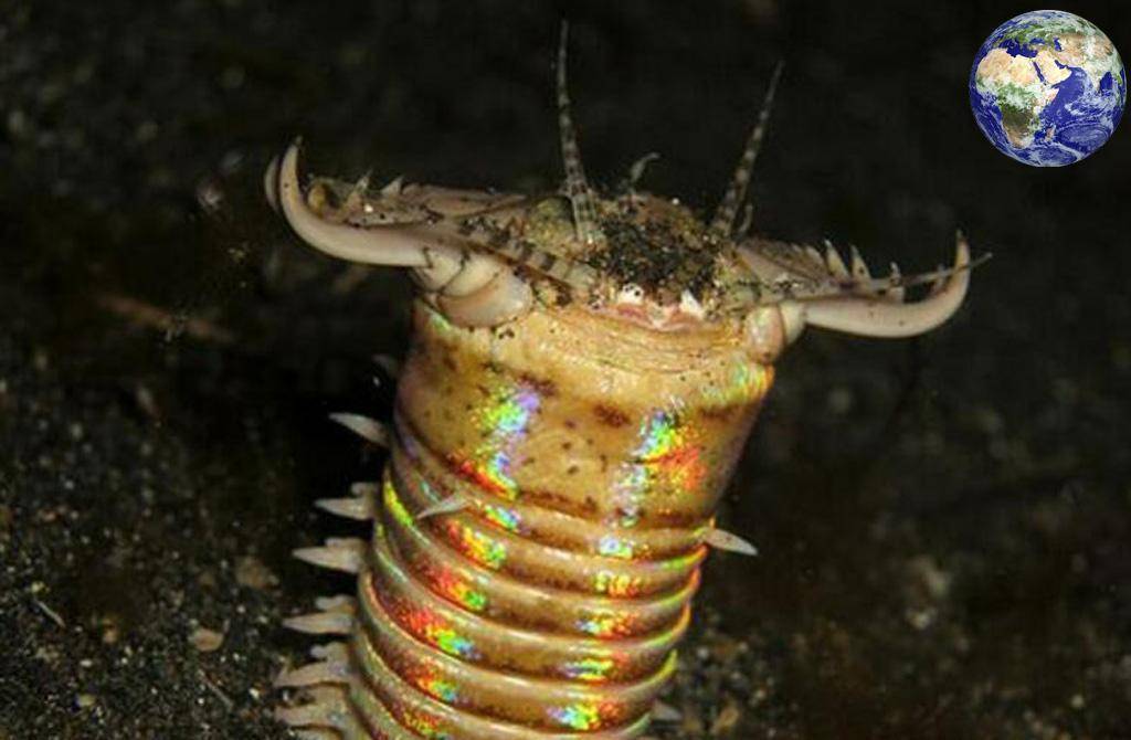 原创海底最恐怖的存在之一世界上最可怕的虫子还会咬人