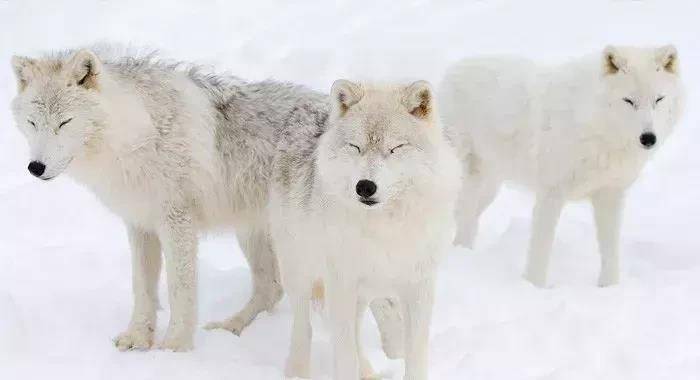 但是对爱斯基摩人来说,北极狼是一种很温和的动物