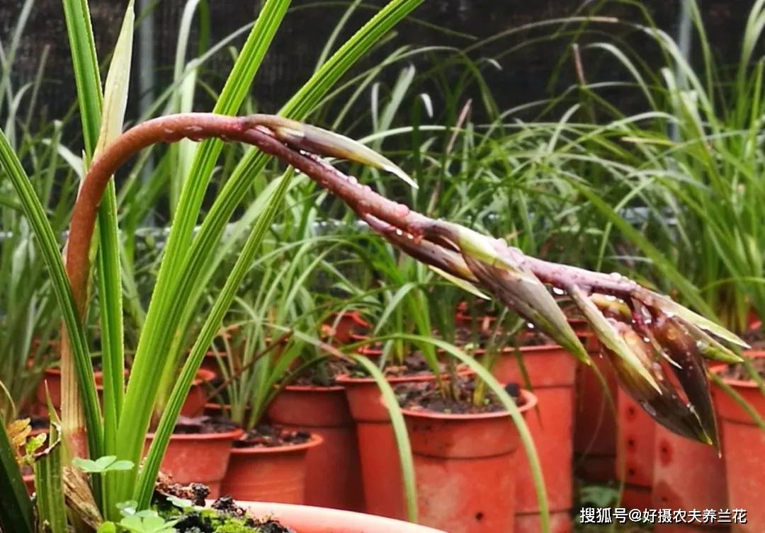 大暑,是兰苗与花芽的分水岭;护茎,是兰花孕育健壮花苞