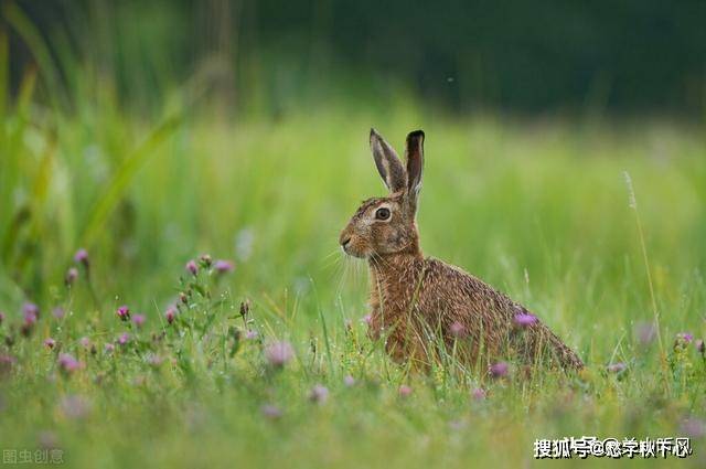 原创农村老人常说,春天的野鸡和冬天的野兔不能捡,这是为何?