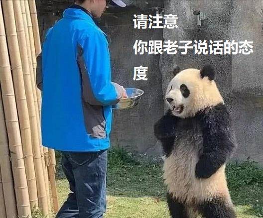 原创饲养员送饭晚了大熊猫叉腰变大爷请注意你跟我说话的态度
