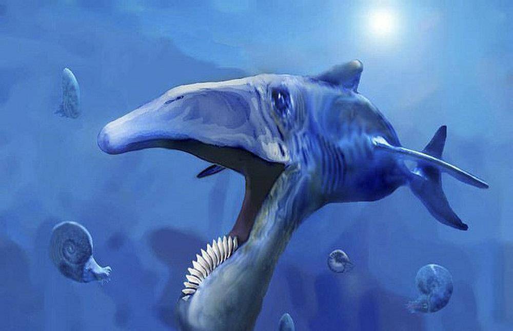 原创鲨鱼界的"电锯狂魔"!俄罗斯发现巨型鱼类化石,长着螺旋状牙齿