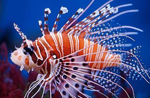 马里亚纳海沟不仅有生物还有一面让科学家担心人类已受影响
