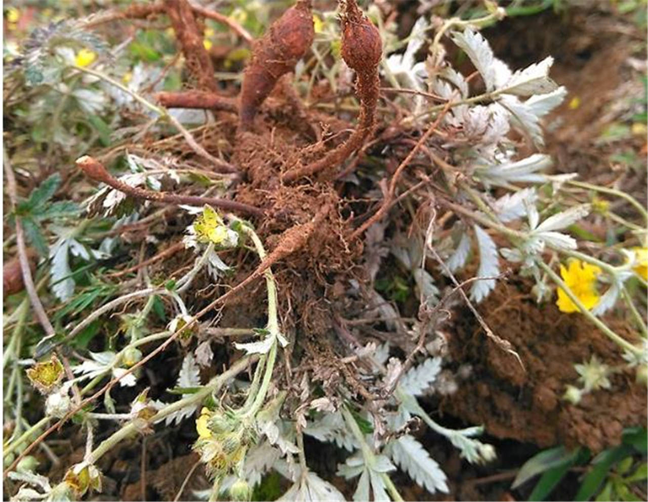 中均有记载,它整个植株都能入药,能够起到清热解毒,止血,消肿等作用