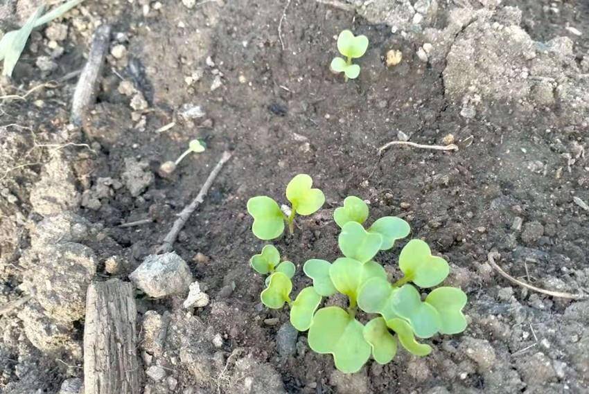 种植萝卜和白菜,不能忽视的就是这两点,关系整个长势和产量