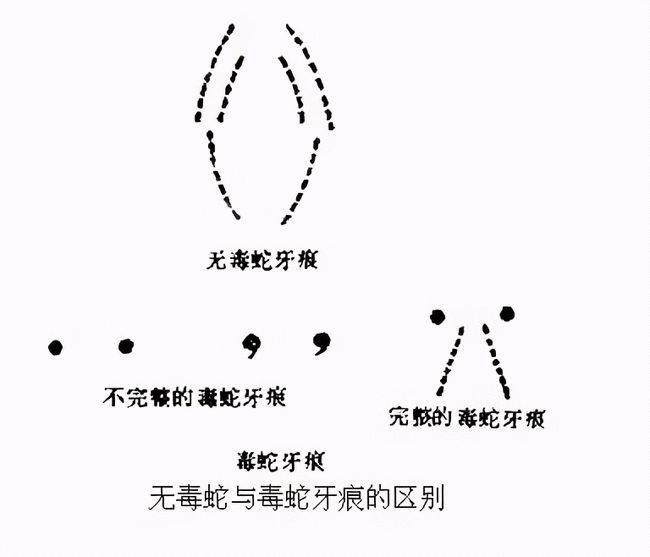 小心毒蛇台风之后赤链蛇五步蛇接连现身专家蛇也受灾