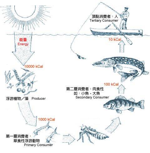 更为严重的是, 鱼类体内富集的微塑料,将会通过食物链的方式富集到