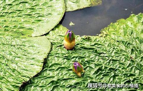 鸡嘴莲这种植物非常有特色,它的叶子非常的宽大,主要是以圆形为主