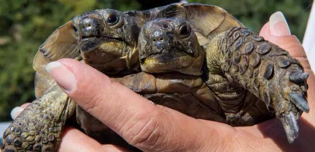原创瑞士双头乌龟将迎来23岁生日,长两个脑袋还能活这么久实属罕见