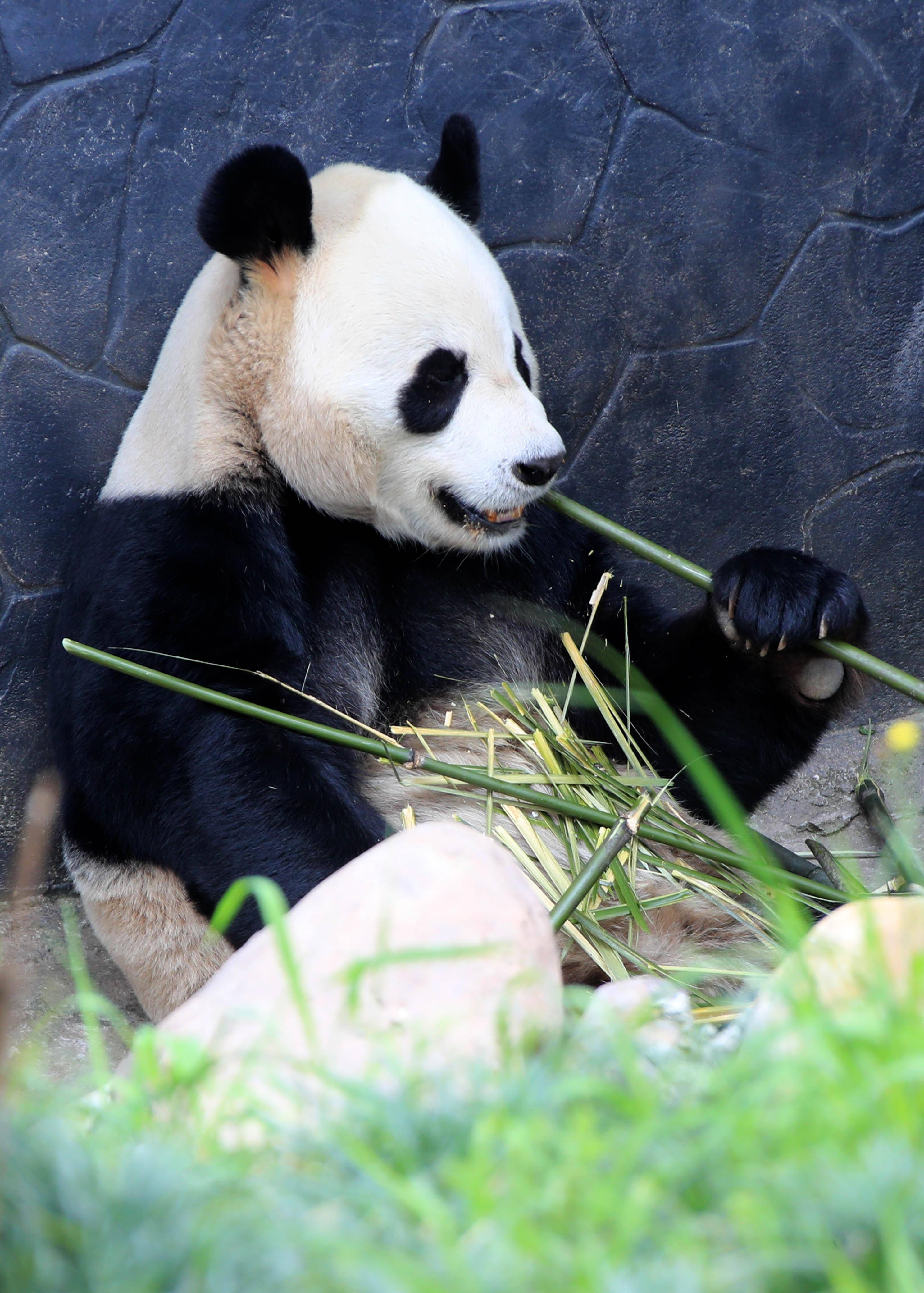 4月14日,在休宁大熊猫生态乐园里,一只大熊猫在阳光下进食.施广德 摄