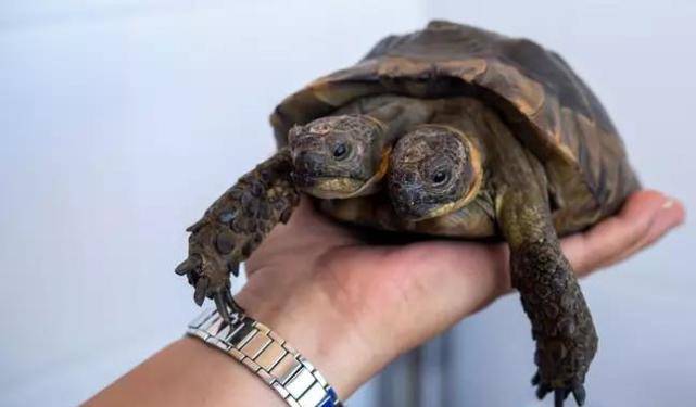原创瑞士双头乌龟将迎来23岁生日,长两个脑袋还能活这么久实属罕见