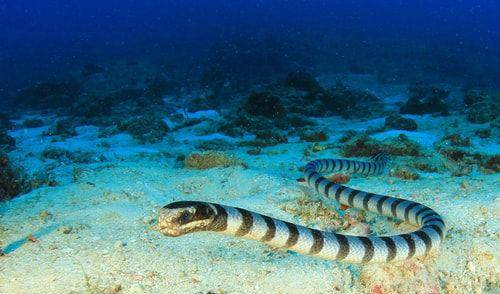 原创号称最强动物毒的海蛇毒液相当于眼镜蛇毒液毒性的两倍