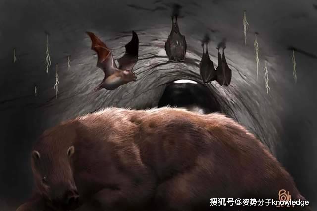 原创10万年前的吸血蝙蝠翼展达50厘米以巨型哺乳动物为菜谱