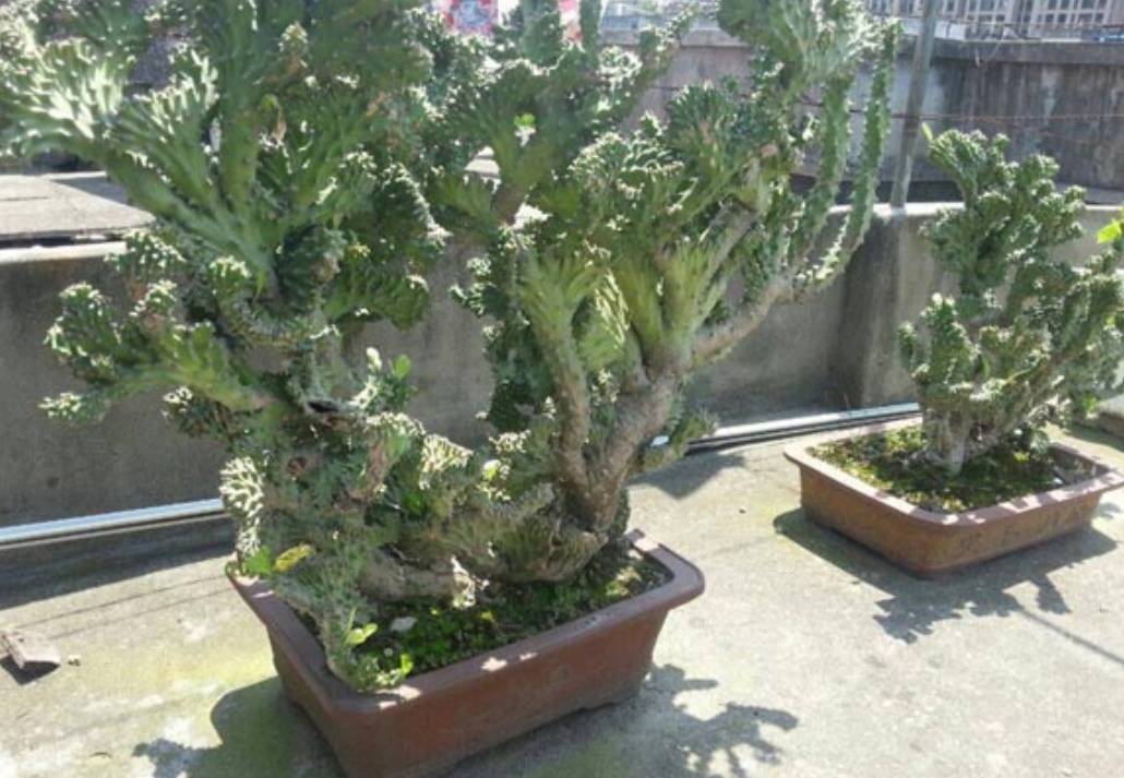 原创1种植物叫玉麒麟株型奇特美观大方养在家里还能招财