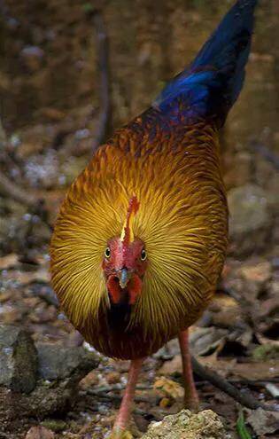 黑尾原鸡～斯里兰卡的国鸟