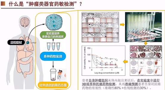 基于类器官的特性和优势,在汲取前人经验的基础上,何康信博士所在团队