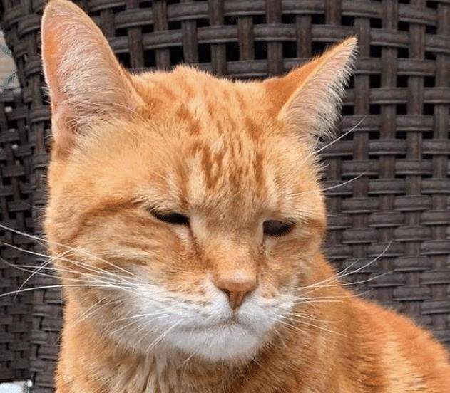 橘猫脸被蜜蜂叮肿了,倔强表情笑喷了,主人:咋,你不挺能的吗?