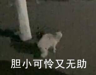 " "弱小无助的我当时瑟瑟发抖 " "高校的猫要求也好严格啊 " "猫咪—