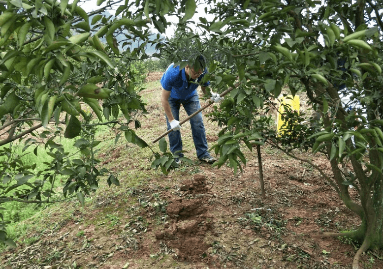 种植桔子树,几点很小技巧