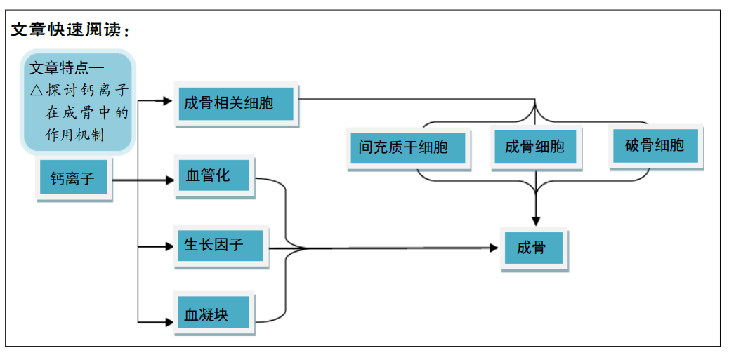 钙离子调控骨修复及对成骨的作用机制