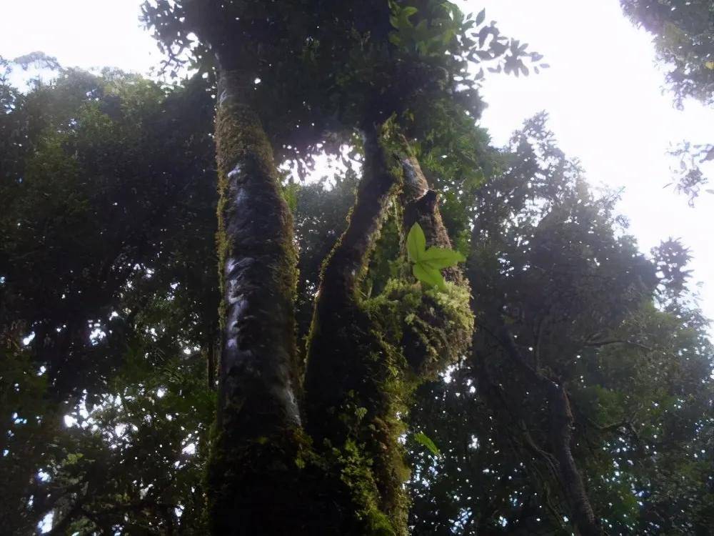 干货分享勐宋古树茶园主要分布在哪里各个茶山的古树茶口感有什么特点