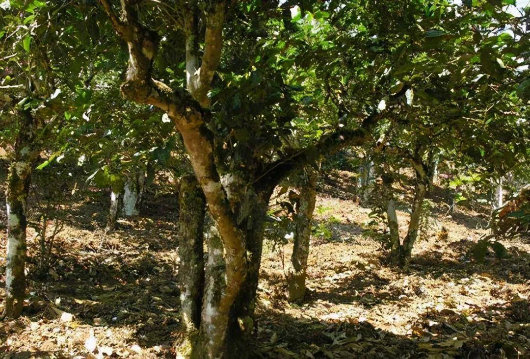 干货分享勐宋古树茶园主要分布在哪里各个茶山的古树茶口感有什么特点