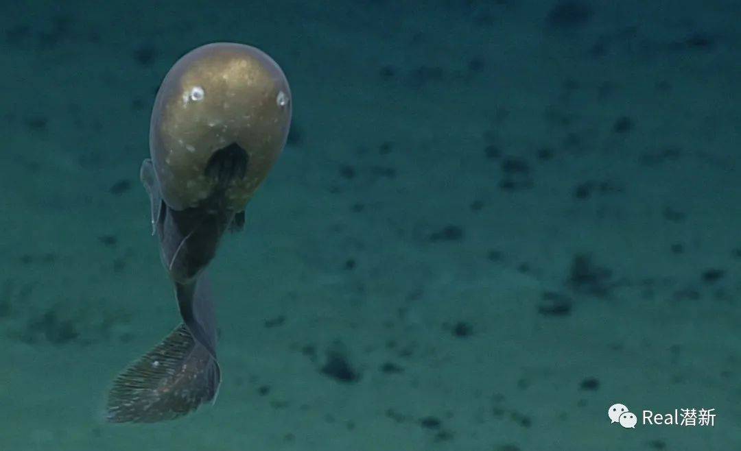 那些不为我们所知的深海生物_大洋