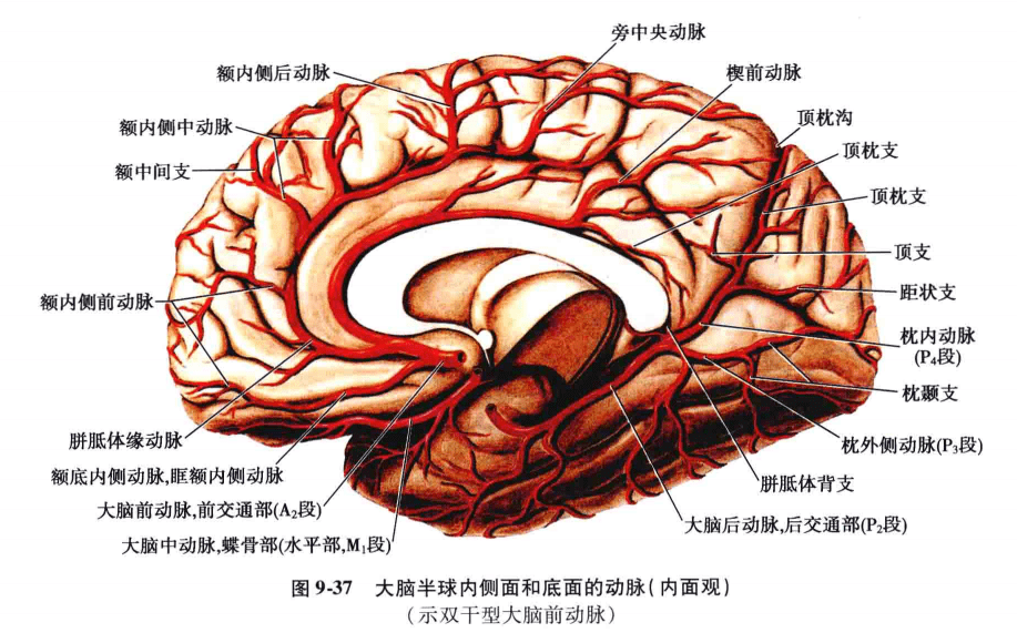 中枢神经系统疾病定位诊断图解 — 脑血管(非常详细,值得收藏)