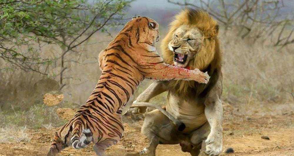 原创东北虎大战非洲狮,谁会更胜一筹?
