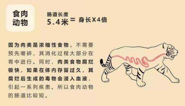 原创大熊猫的粪便里究竟隐藏着多少秘密为啥它的粪便不臭反香