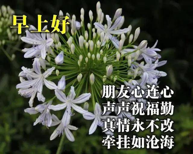 8月15日周末问候家早上好的早安祝福语图片,清晨早上好祝福表情图片