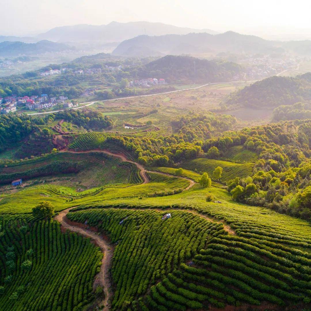 庐山云雾茶园.图/视觉中国