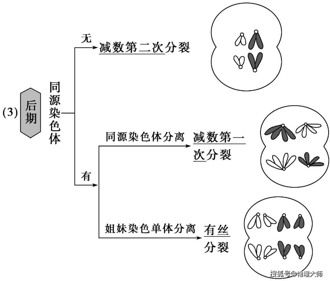 细胞名称③减数分裂和有丝分裂过程中的染色体与核dna数量变化模型