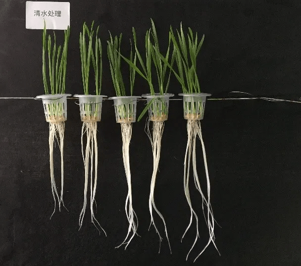 花粉多糖处理后,小麦根系显著增长