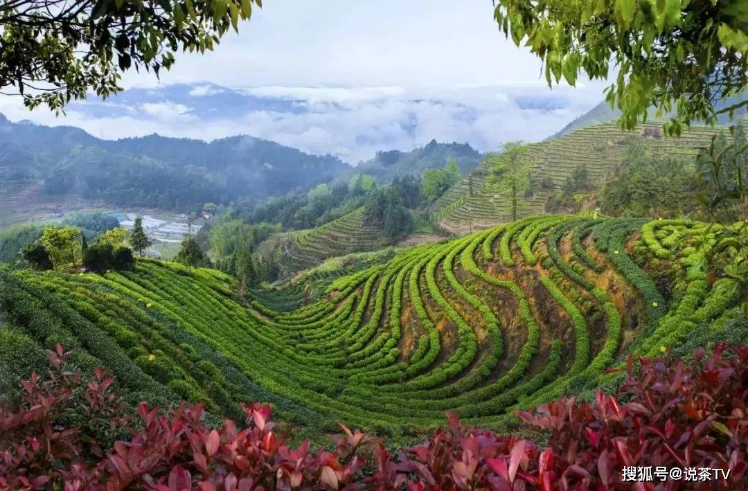 寿宁县茶产业发展中心携手说茶传媒探索寿宁高山茶品牌发展的更多可能