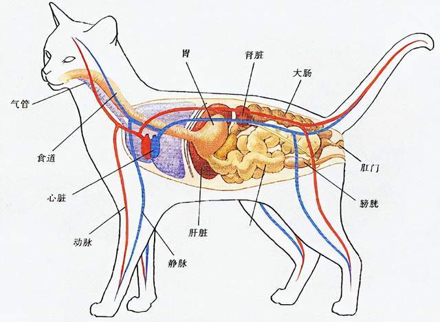 猫咪的胆管再造手术有多复杂?