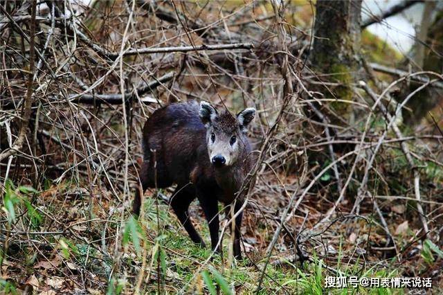 瓦屋山发现白尾野兽,像羊又像麂,逃跑时总翘起尾巴犹如举白旗