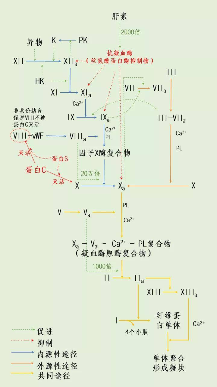 一图牢记凝血途径